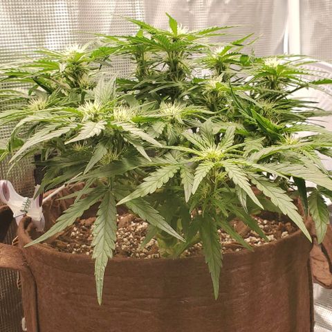 Zkittlez growlog timeline photo