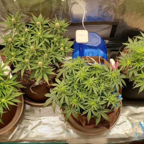 Purple Lemonade growlog timeline photo