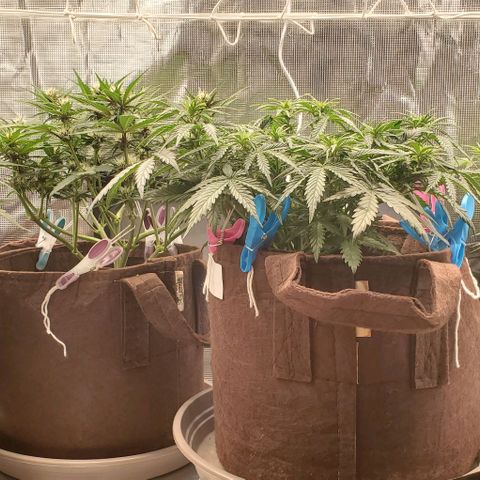 Purple Lemonade growlog timeline photo