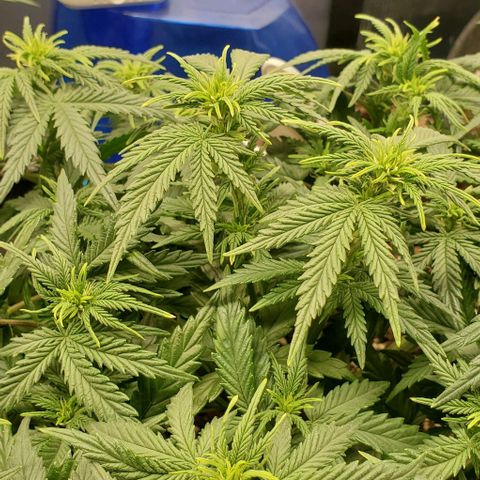 Gorilla Cookies growlog timeline photo