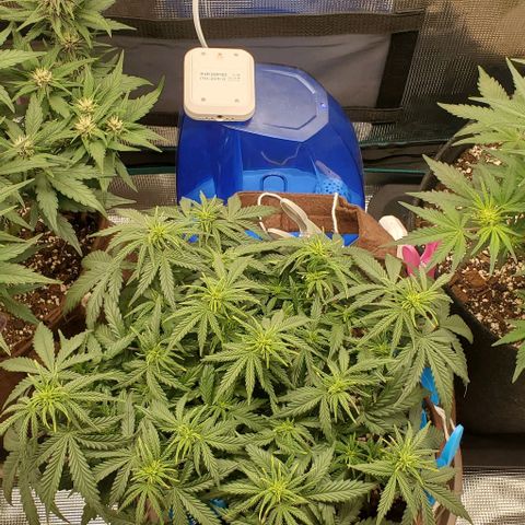 Gorilla Cookies growlog timeline photo