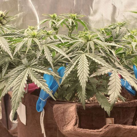 Gorilla Cookies growlog timeline photo