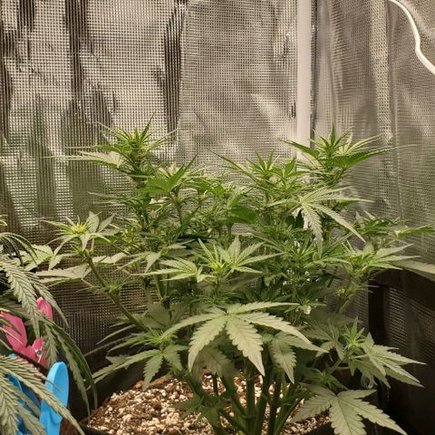 Think Different growlog timeline photo
