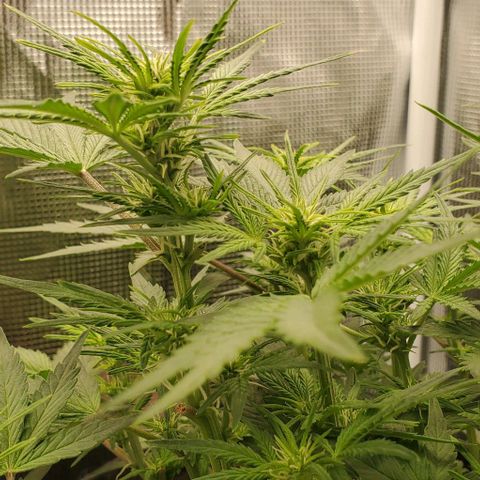 Think Different growlog timeline photo
