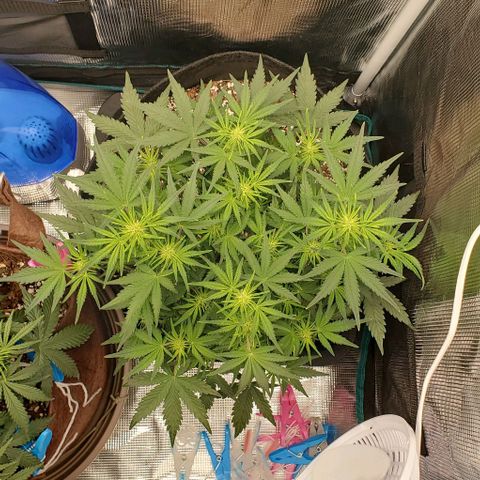 Think Different growlog timeline photo