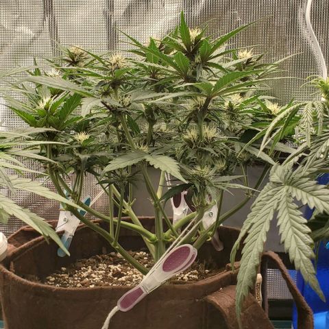 Purple Lemonade growlog timeline photo
