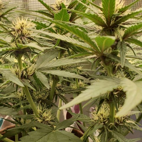 Purple Lemonade growlog timeline photo