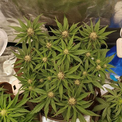 Purple Lemonade growlog timeline photo