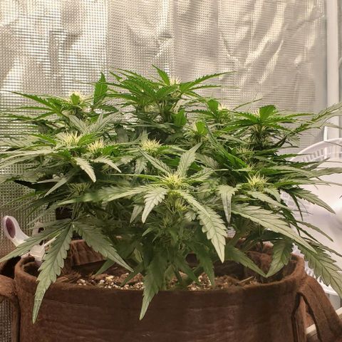 Zkittlez growlog timeline photo