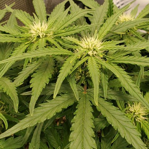 Zkittlez growlog timeline photo