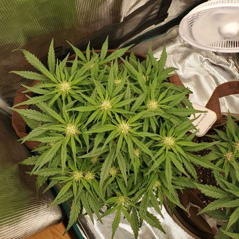 Zkittlez growlog timeline photo
