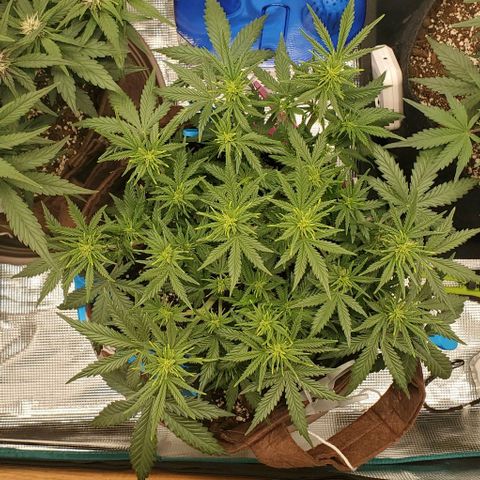 Gorilla Cookies growlog timeline photo
