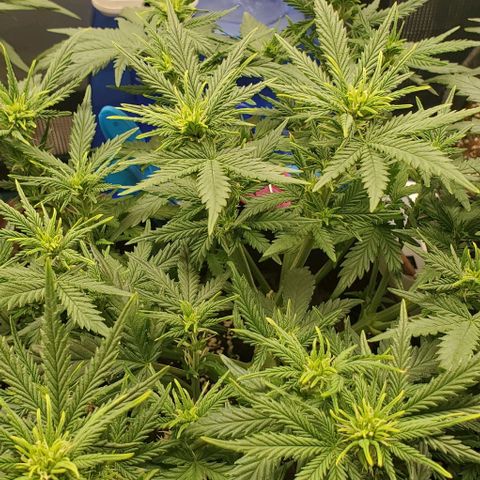 Gorilla Cookies growlog timeline photo