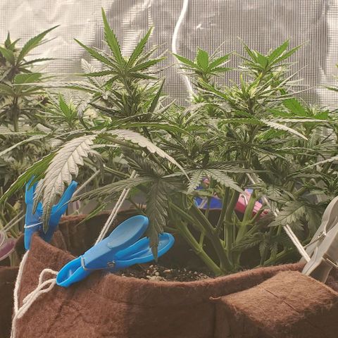 Gorilla Cookies growlog timeline photo
