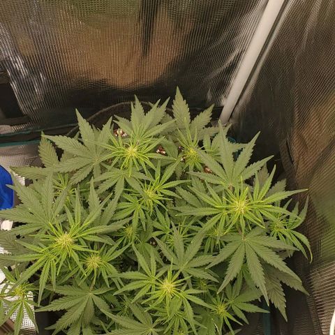 Think Different growlog timeline photo