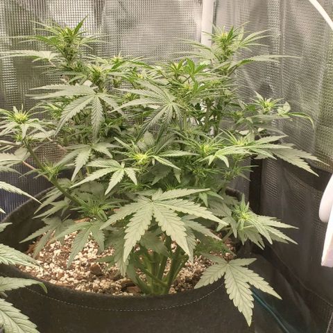 Think Different growlog timeline photo
