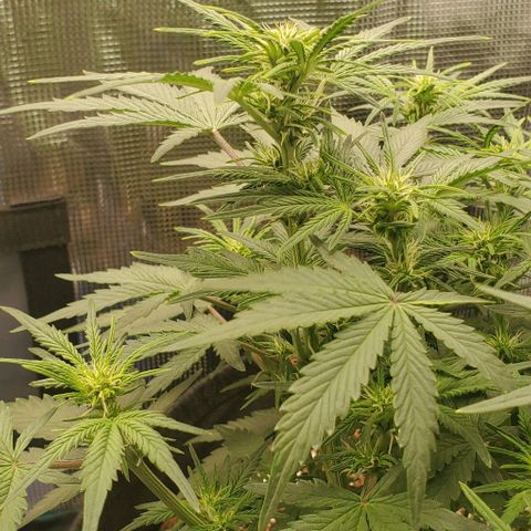 Think Different growlog timeline photo