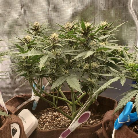 Purple Lemonade growlog timeline photo