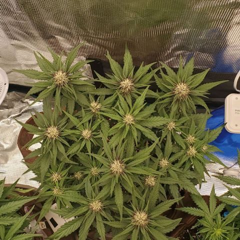 Purple Lemonade growlog timeline photo