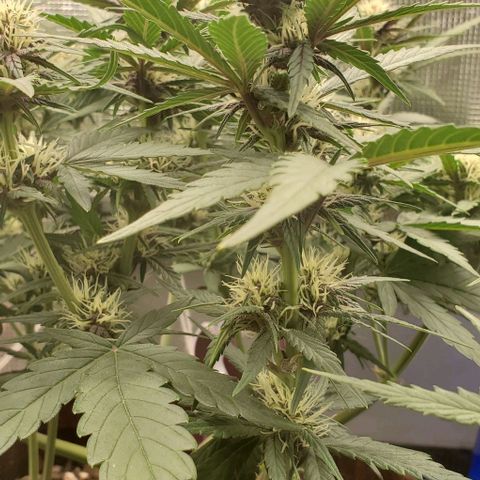 Purple Lemonade growlog timeline photo