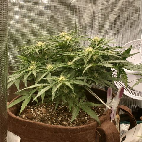 Zkittlez growlog timeline photo