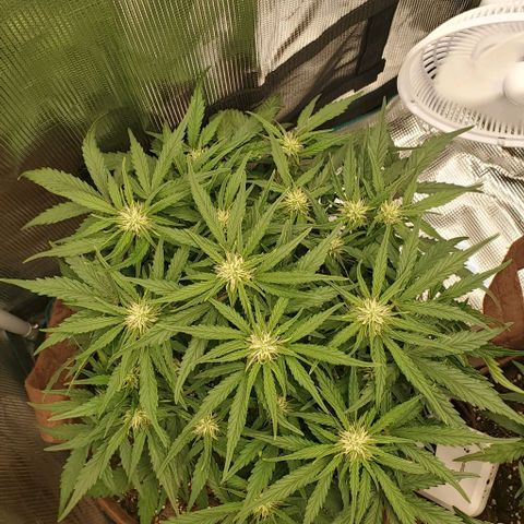 Zkittlez growlog timeline photo