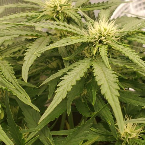 Zkittlez growlog timeline photo
