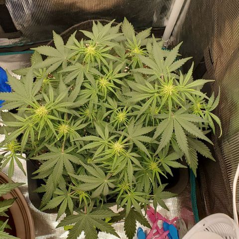 Think Different growlog timeline photo