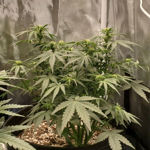 Think Different growlog timeline photo