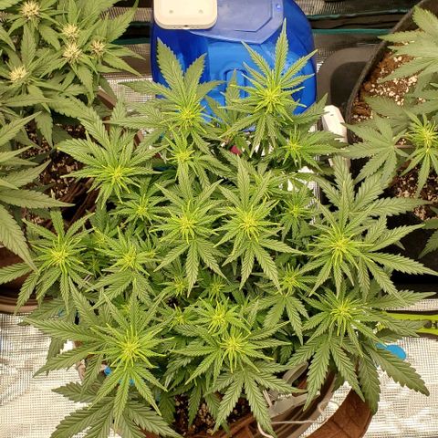 Gorilla Cookies growlog timeline photo