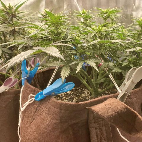 Gorilla Cookies growlog timeline photo