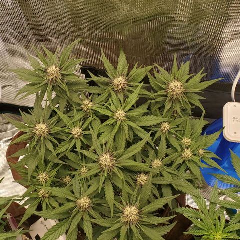Purple Lemonade growlog timeline photo