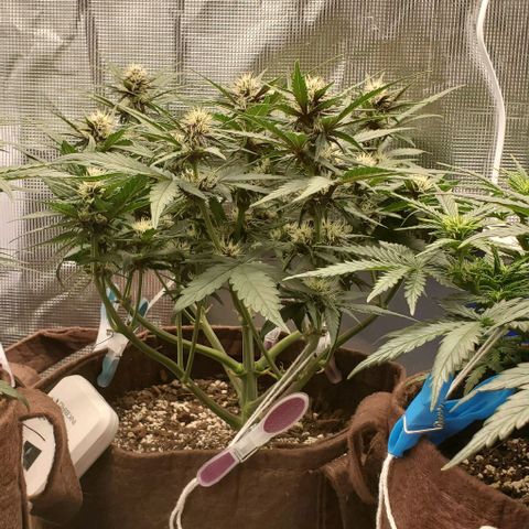 Purple Lemonade growlog timeline photo