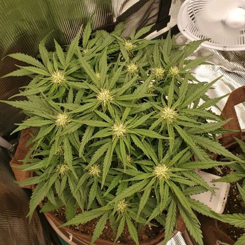 Zkittlez growlog timeline photo