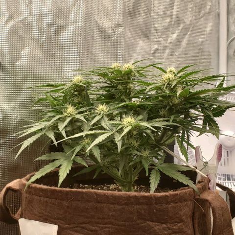 Zkittlez growlog timeline photo