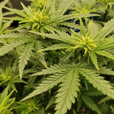Gorilla Cookies growlog timeline photo