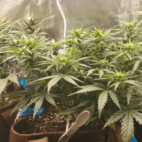 Gorilla Cookies growlog timeline photo