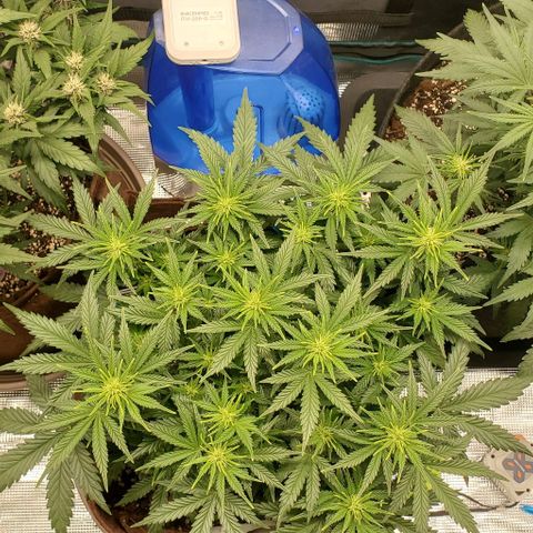 Gorilla Cookies growlog timeline photo