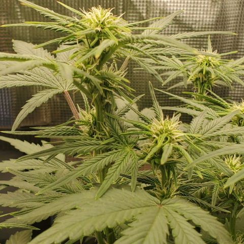 Think Different growlog timeline photo