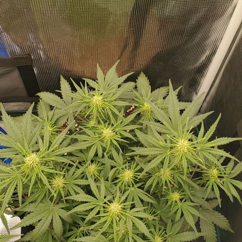 Think Different growlog timeline photo