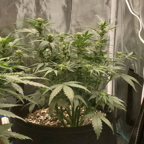 Think Different growlog timeline photo