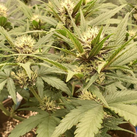 Purple Lemonade growlog timeline photo