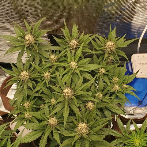 Purple Lemonade growlog timeline photo