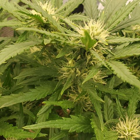 Zkittlez growlog timeline photo