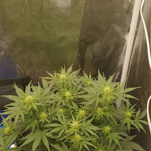 Think Different growlog timeline photo