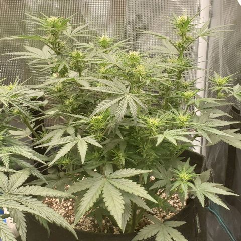 Think Different growlog timeline photo