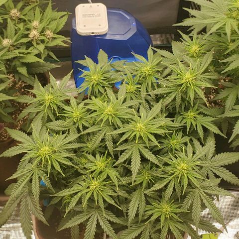 Gorilla Cookies growlog timeline photo