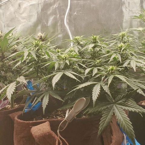 Gorilla Cookies growlog timeline photo