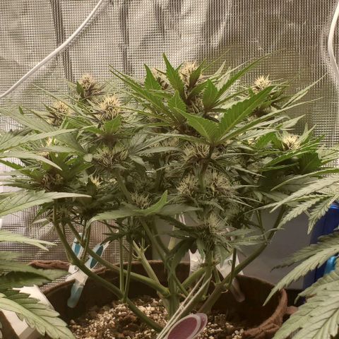 Purple Lemonade growlog timeline photo