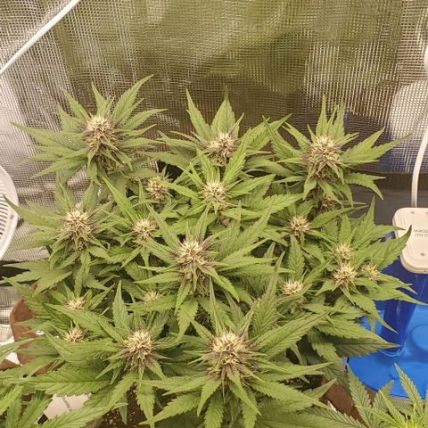Purple Lemonade growlog timeline photo